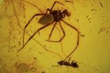 Fossil Ant (Formicidae) & Large Spider (Aranea) In Baltic Amber #105460-1